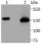 Structural Maintenance Of Chromosomes 1A antibody, A02148-4, Boster Biological Technology, Western Blot image 