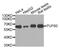 Poly(U)-binding-splicing factor PUF60 antibody, MBS129352, MyBioSource, Western Blot image 