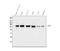Golgin A2 antibody, M05865-1, Boster Biological Technology, Western Blot image 