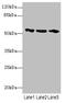 Eukaryotic Translation Initiation Factor 2 Subunit Gamma antibody, LS-C675699, Lifespan Biosciences, Western Blot image 