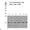 Histone H2B antibody, LS-C813872, Lifespan Biosciences, Western Blot image 