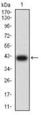 BCL2 Associated Athanogene 1 antibody, NBP2-61698, Novus Biologicals, Western Blot image 