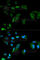 NIMA Related Kinase 8 antibody, A0984, ABclonal Technology, Immunofluorescence image 