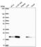Cellular nucleic acid-binding protein antibody, NBP2-55690, Novus Biologicals, Western Blot image 