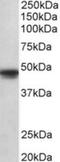 POU Class 3 Homeobox 1 antibody, NBP2-27559, Novus Biologicals, Western Blot image 