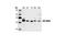 Mitogen-Activated Protein Kinase Kinase 4 antibody, 9152S, Cell Signaling Technology, Western Blot image 