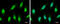 Nuclear pore glycoprotein p62 antibody, GTX107973, GeneTex, Immunofluorescence image 