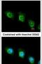 Ubiquitin carboxyl-terminal hydrolase 47 antibody, PA5-21732, Invitrogen Antibodies, Immunofluorescence image 
