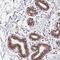KIAA1191 antibody, HPA044701, Atlas Antibodies, Immunohistochemistry frozen image 
