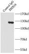 Probable ATP-dependent RNA helicase DHX36 antibody, FNab02380, FineTest, Immunoprecipitation image 