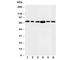 Fas Associated Factor 1 antibody, R30402, NSJ Bioreagents, Western Blot image 