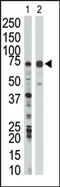 WEE1 G2 Checkpoint Kinase antibody, AP15064PU-N, Origene, Western Blot image 