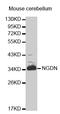Neuroguidin antibody, MBS126332, MyBioSource, Western Blot image 
