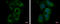 Centrosomal Protein 70 antibody, GTX120594, GeneTex, Immunocytochemistry image 