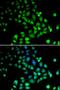 Dan antibody, LS-C346149, Lifespan Biosciences, Immunofluorescence image 