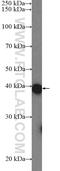 Chromosome 11 Open Reading Frame 42 antibody, 20919-1-AP, Proteintech Group, Western Blot image 
