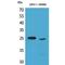 SSX Family Member 1 antibody, LS-C386944, Lifespan Biosciences, Western Blot image 