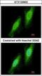 E3 ubiquitin-protein ligase TRIM41 antibody, GTX120602, GeneTex, Immunofluorescence image 