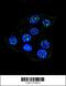 Coiled-Coil Domain Containing 36 antibody, 56-021, ProSci, Immunofluorescence image 