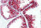 SCARB2 antibody, MBS242466, MyBioSource, Immunohistochemistry frozen image 