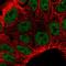 Krueppel-like factor 3 antibody, HPA065054, Atlas Antibodies, Immunofluorescence image 