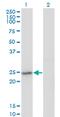 DNA replication complex GINS protein PSF2 antibody, MA5-21970, Invitrogen Antibodies, Western Blot image 