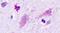 Histamine H3 receptor antibody, PA5-33846, Invitrogen Antibodies, Immunohistochemistry frozen image 