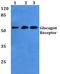 Glucagon receptor antibody, AP01269PU-N, Origene, Western Blot image 