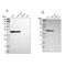 Family With Sequence Similarity 98 Member B antibody, NBP1-83474, Novus Biologicals, Western Blot image 