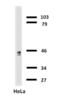 Keratin 18 antibody, NB500-306, Novus Biologicals, Western Blot image 