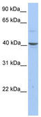 Pellino E3 Ubiquitin Protein Ligase Family Member 3 antibody, TA334993, Origene, Western Blot image 