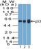 p53 antibody, AM50177PU-S, Origene, Western Blot image 