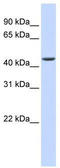 Zinc phosphodiesterase ELAC protein 1 antibody, TA346023, Origene, Western Blot image 