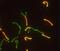 SCP1 antibody, NB300-229, Novus Biologicals, Immunofluorescence image 