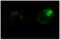 Fas ligand antibody, ALX-804-010B-T100, Enzo Life Sciences, Immunocytochemistry image 