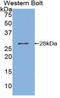 Phospholipase A2 Group VI antibody, LS-C295911, Lifespan Biosciences, Western Blot image 