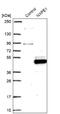 Neurexophilin And PC-Esterase Domain Family Member 1 antibody, NBP2-14000, Novus Biologicals, Western Blot image 