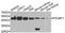 POU domain, class 6, transcription factor 1 antibody, A7299, ABclonal Technology, Western Blot image 