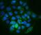 Integrin-linked protein kinase antibody, A02932-2, Boster Biological Technology, Immunofluorescence image 