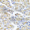 Spermatogenesis-associated protein 4 antibody, A7608, ABclonal Technology, Immunohistochemistry paraffin image 