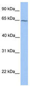 Retinoid X Receptor Beta antibody, TA338002, Origene, Western Blot image 