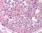 Cellular Communication Network Factor 5 antibody, 49-747, ProSci, Immunohistochemistry frozen image 