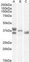 Renalase, FAD Dependent Amine Oxidase antibody, PA5-18376, Invitrogen Antibodies, Western Blot image 