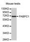 PAB1 antibody, MBS125594, MyBioSource, Western Blot image 