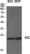 PYD And CARD Domain Containing antibody, PA5-50915, Invitrogen Antibodies, Western Blot image 