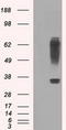 Ring Finger Protein 144B antibody, TA500704S, Origene, Western Blot image 