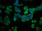 PLEKHG5 antibody, LS-C681072, Lifespan Biosciences, Immunofluorescence image 