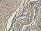 p38 antibody, orb338863, Biorbyt, Immunohistochemistry paraffin image 