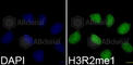 Histone Cluster 3 H3 antibody, A3154, ABclonal Technology, Immunofluorescence image 