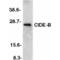 Cell Death Inducing DFFA Like Effector B antibody, AHP542, Bio-Rad (formerly AbD Serotec) , Western Blot image 